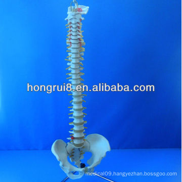 Lifetime Flexible Spine,Medical Teaching Human Spine Model
